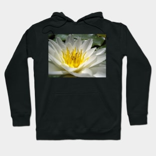 What A Lily! Hoodie